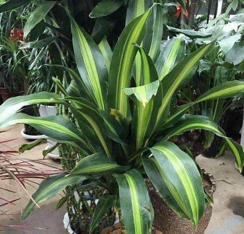 富贵满堂花怎么养殖方法？有哪些注意事项？