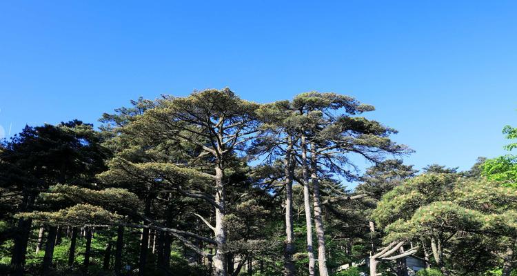 黄山松是保护植物吗？黄山松的保护级别和相关法规是什么？