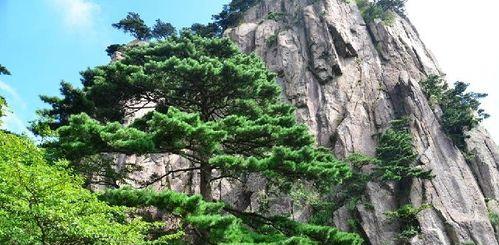 黄山松是保护植物吗?黄山松的保护级别和相关法规是什么?_花植网