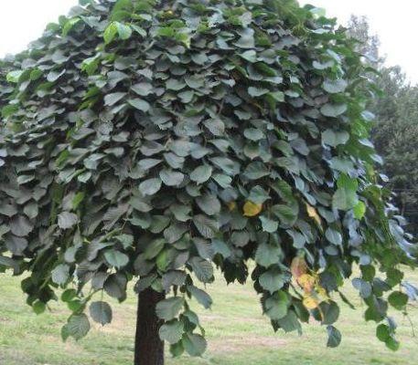 榆树繁殖方法有哪些？繁殖过程中应注意哪些事项？