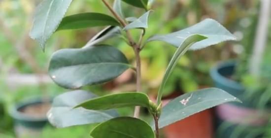 茶花扦插成活率高吗？如何提高茶花扦插的成功率？