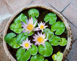 碗莲和睡莲哪个更容易养护？养植技巧有哪些？