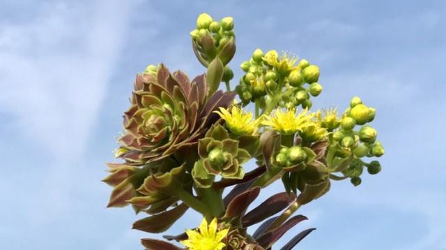 山地玫瑰度夏安全指南：如何避免高温伤害？