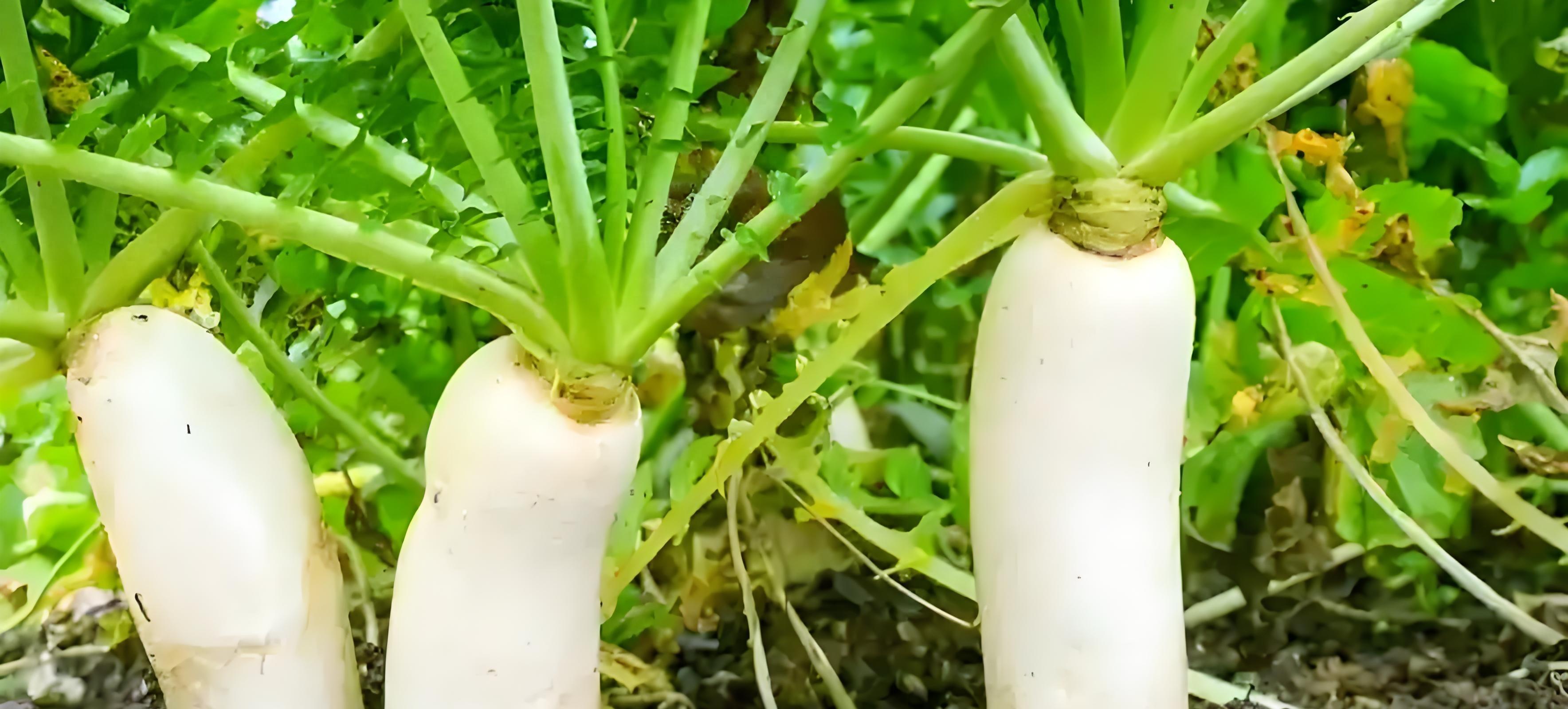 立冬萝卜小雪菜！3大收获诀窍，存到过年不糠心