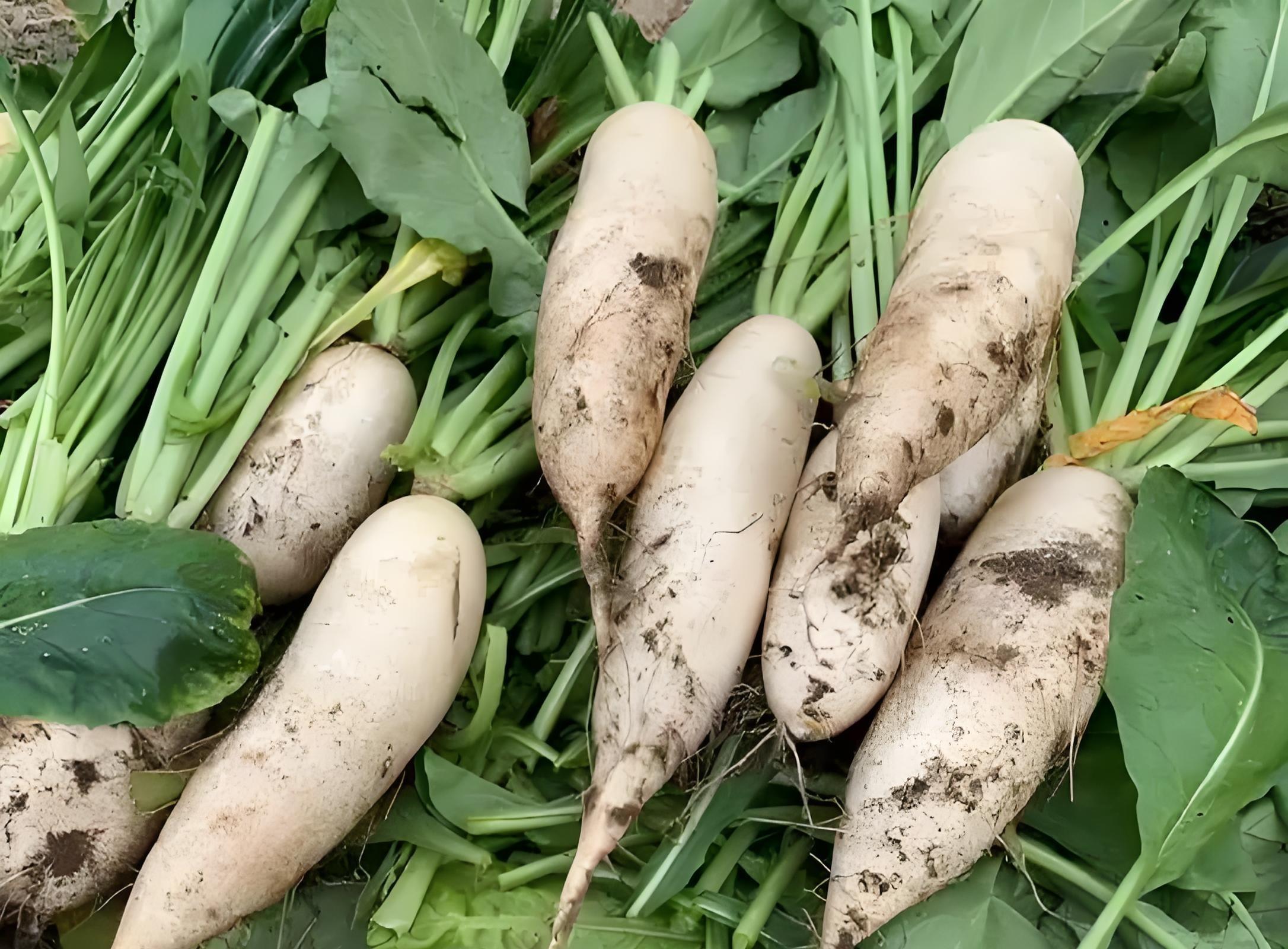 立冬萝卜小雪菜!3大收获诀窍,存到过年不糠心 立冬萝卜小雪菜!3大收获诀窍,存到过年不糠心