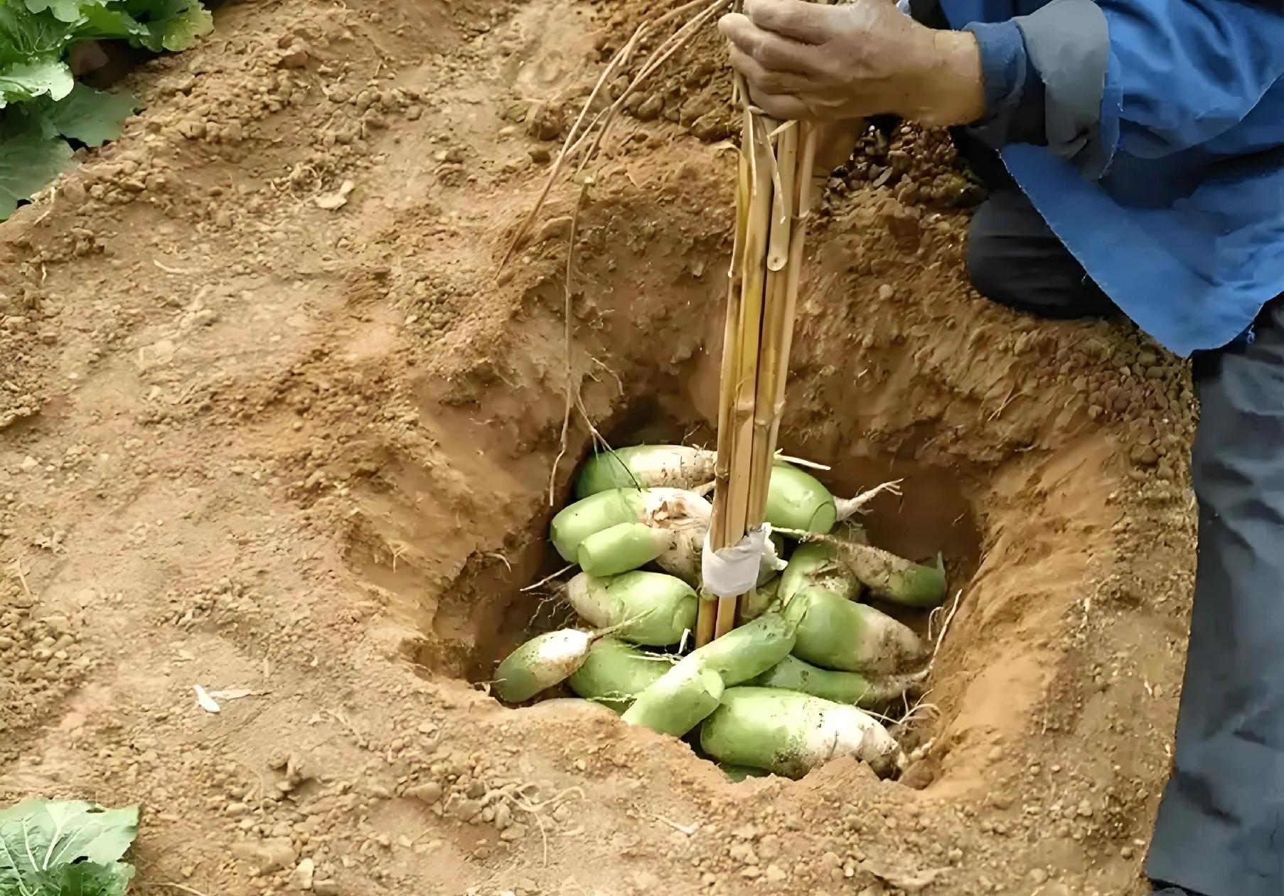 立冬萝卜小雪菜!3大收获诀窍,存到过年不糠心 立冬萝卜小雪菜!3大收获诀窍,存到过年不糠心