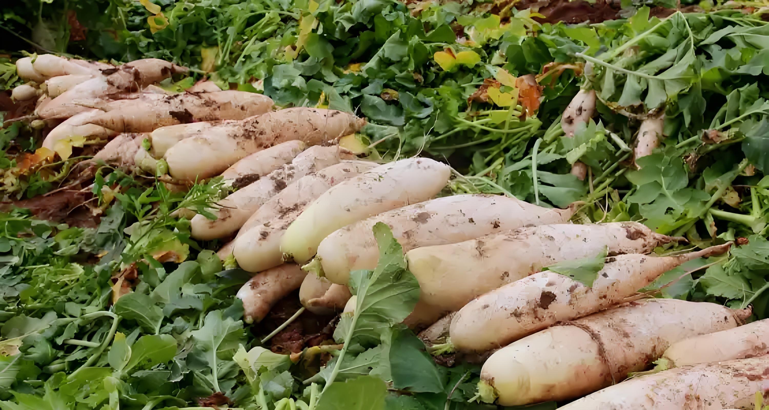 立冬萝卜小雪菜!3大收获诀窍,存到过年不糠心 立冬萝卜小雪菜!3大收获诀窍,存到过年不糠心