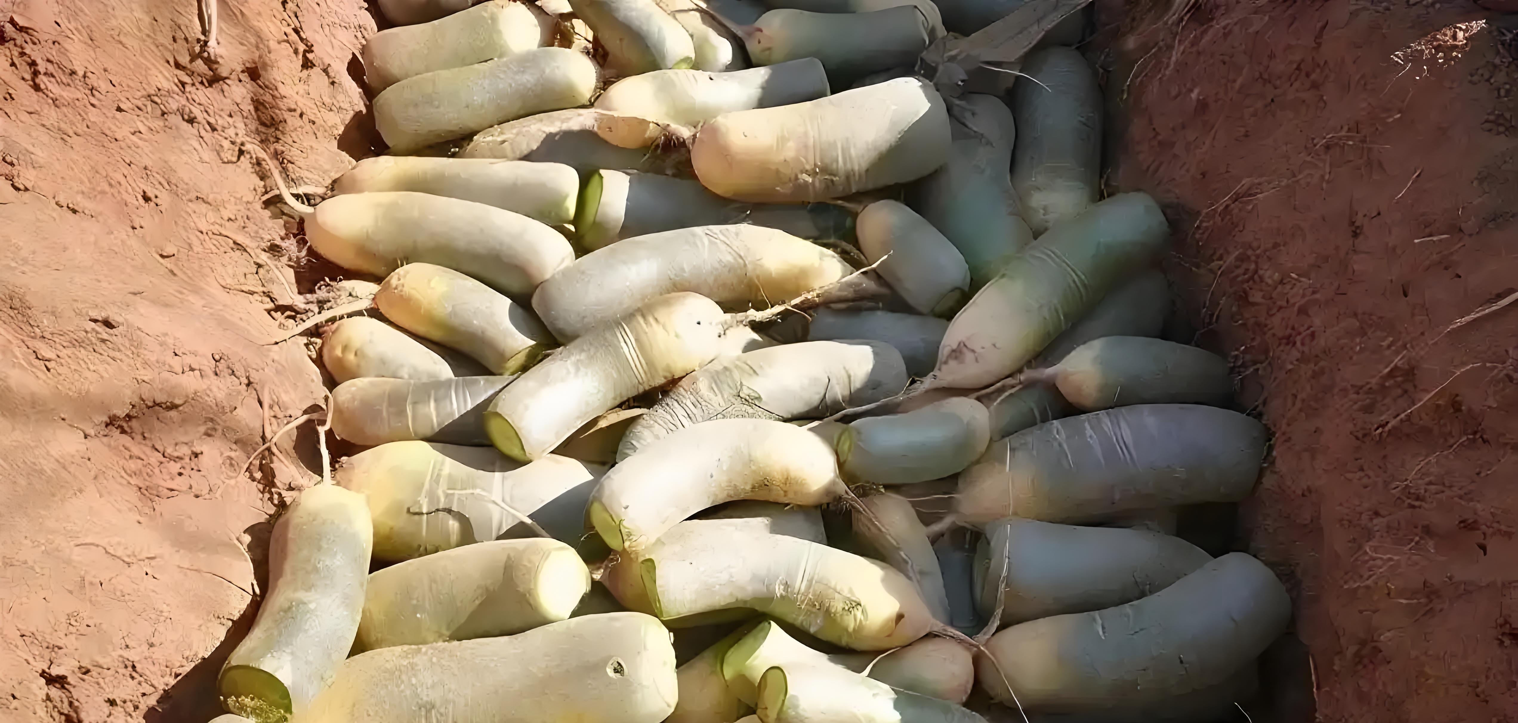 立冬萝卜小雪菜!3大收获诀窍,存到过年不糠心 立冬萝卜小雪菜!3大收获诀窍,存到过年不糠心
