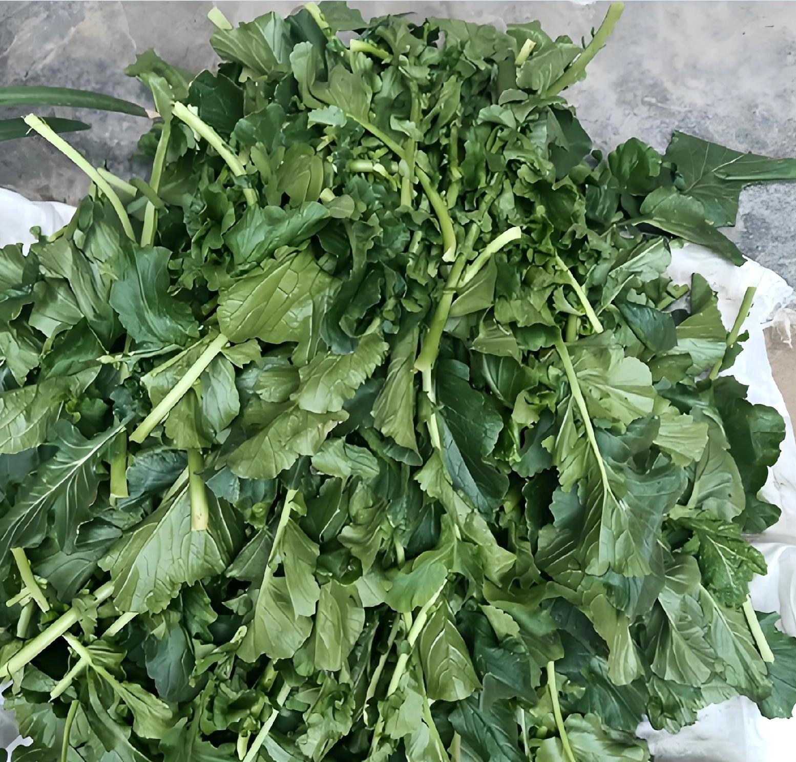 立冬萝卜小雪菜!3大收获诀窍,存到过年不糠心 立冬萝卜小雪菜!3大收获诀窍,存到过年不糠心