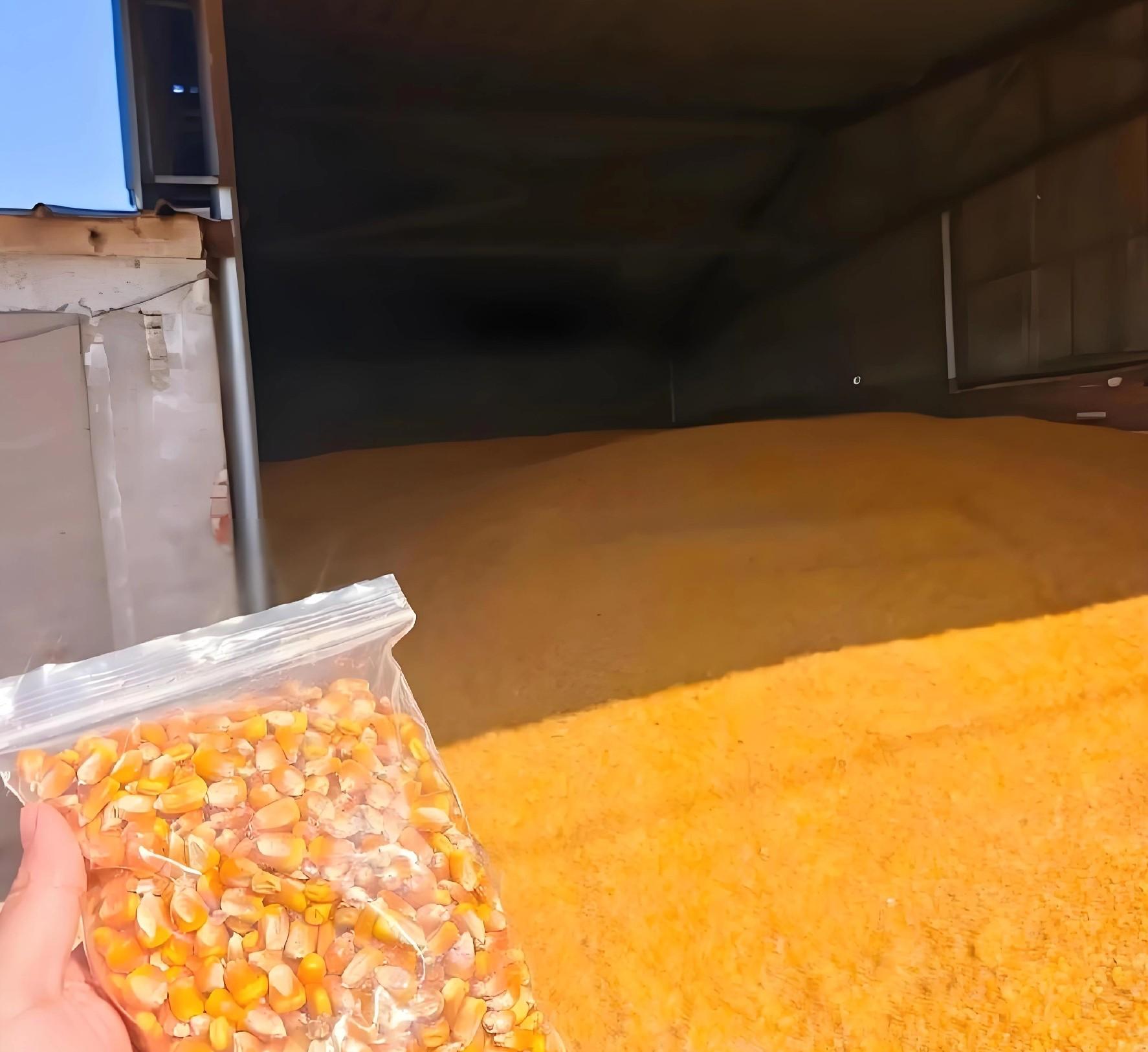 山东玉米价一波动,东北就紧张?揭秘两大产区粮价联动的3大真相 山东玉米价一波动,东北就紧张?揭秘两大产区粮价联动的3大真相