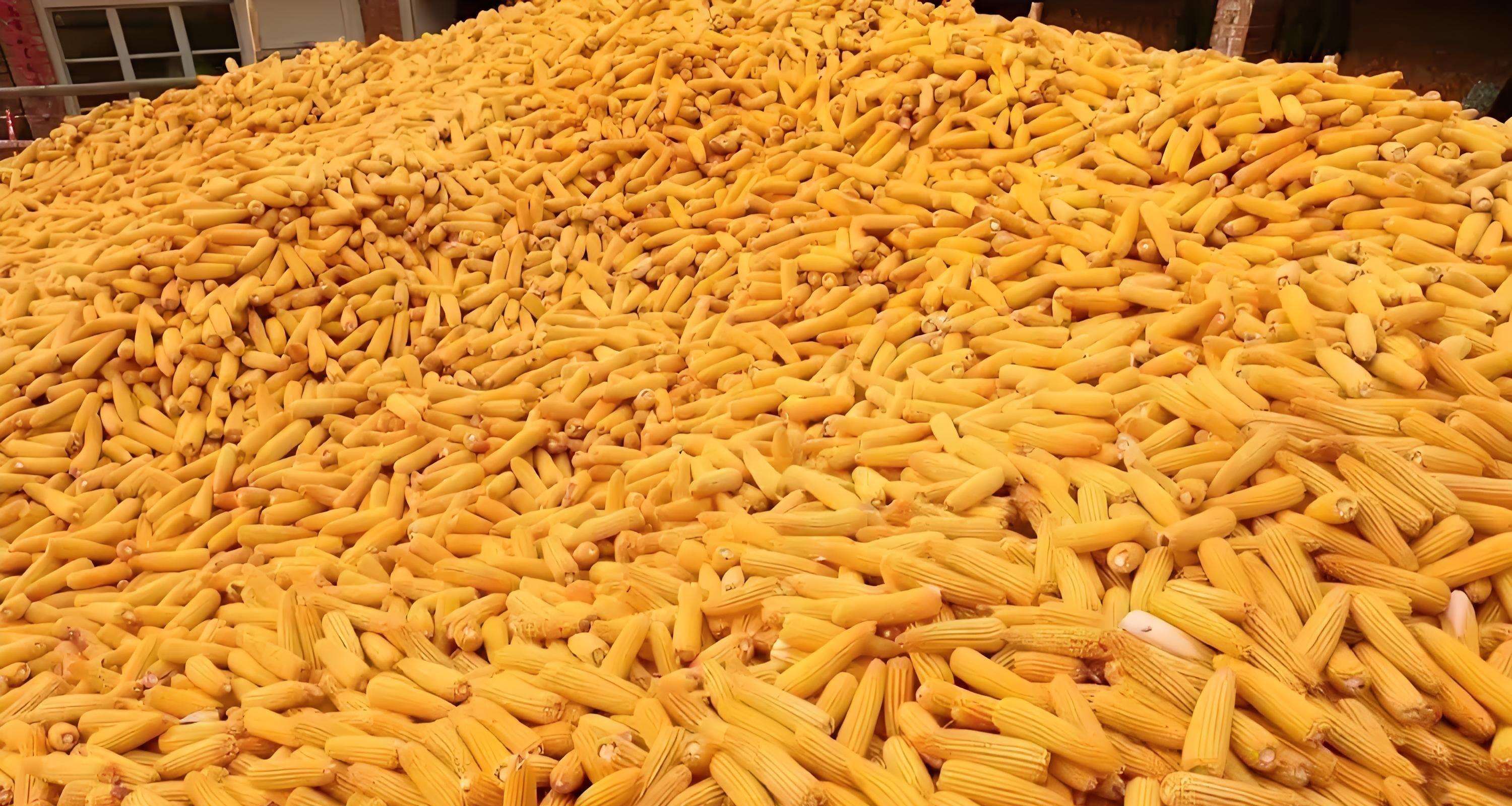 山东玉米价一波动,东北就紧张?揭秘两大产区粮价联动的3大真相 山东玉米价一波动,东北就紧张?揭秘两大产区粮价联动的3大真相