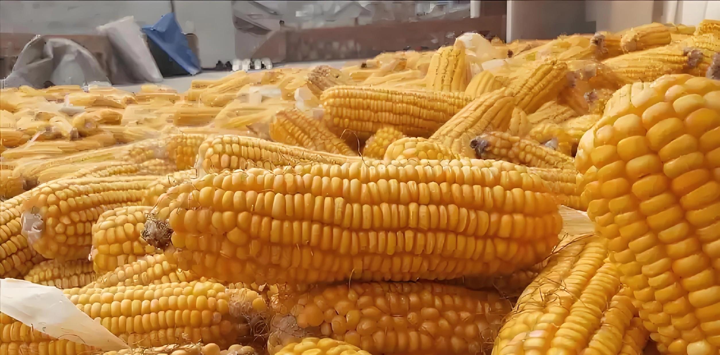 山东玉米价一波动,东北就紧张?揭秘两大产区粮价联动的3大真相 山东玉米价一波动,东北就紧张?揭秘两大产区粮价联动的3大真相