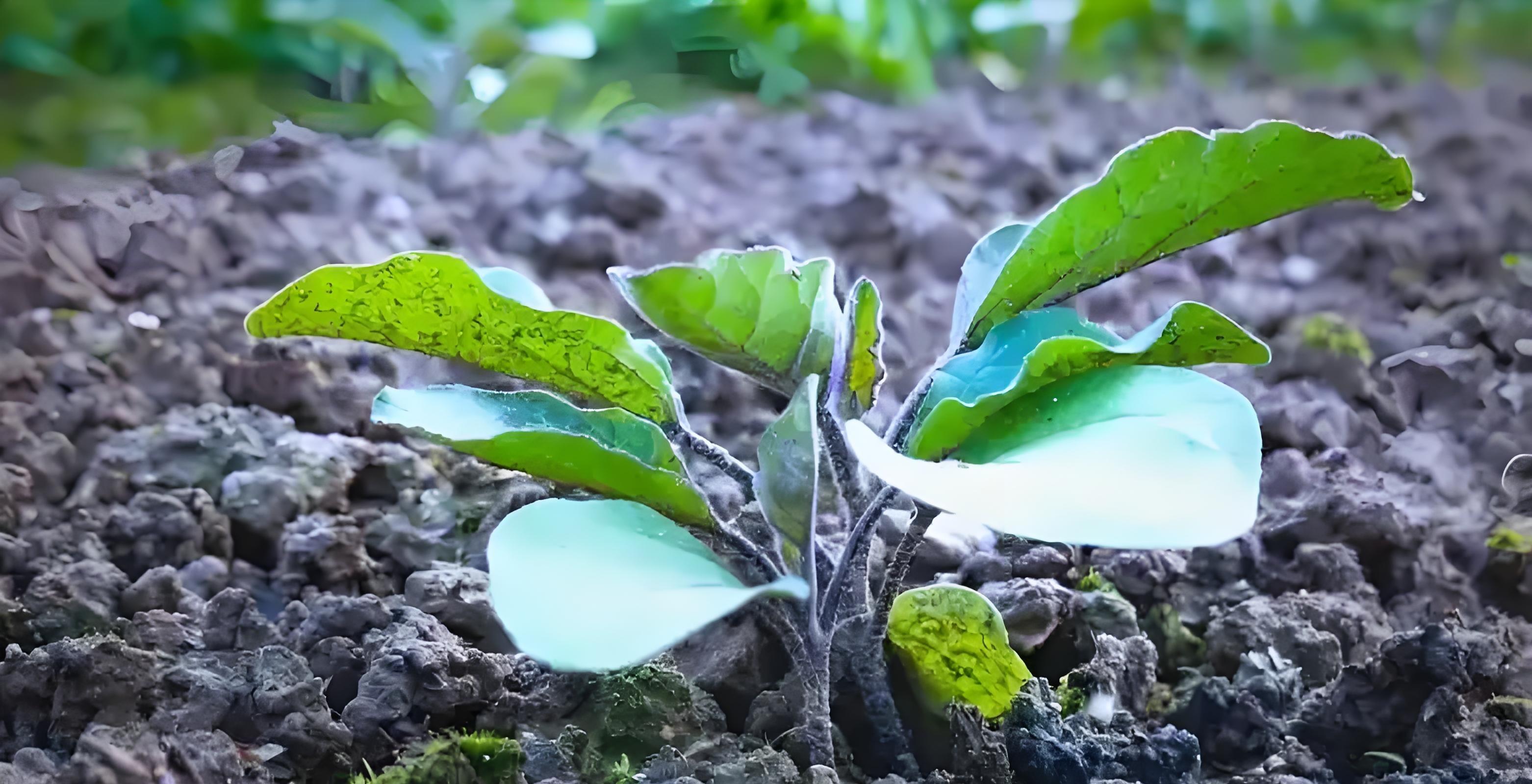 7句老农谚,真能让你种菜不白忙活?老把式揭秘:句句是干货! 7句老农谚,真能让你种菜不白忙活?老把式揭秘:句句是干货!
