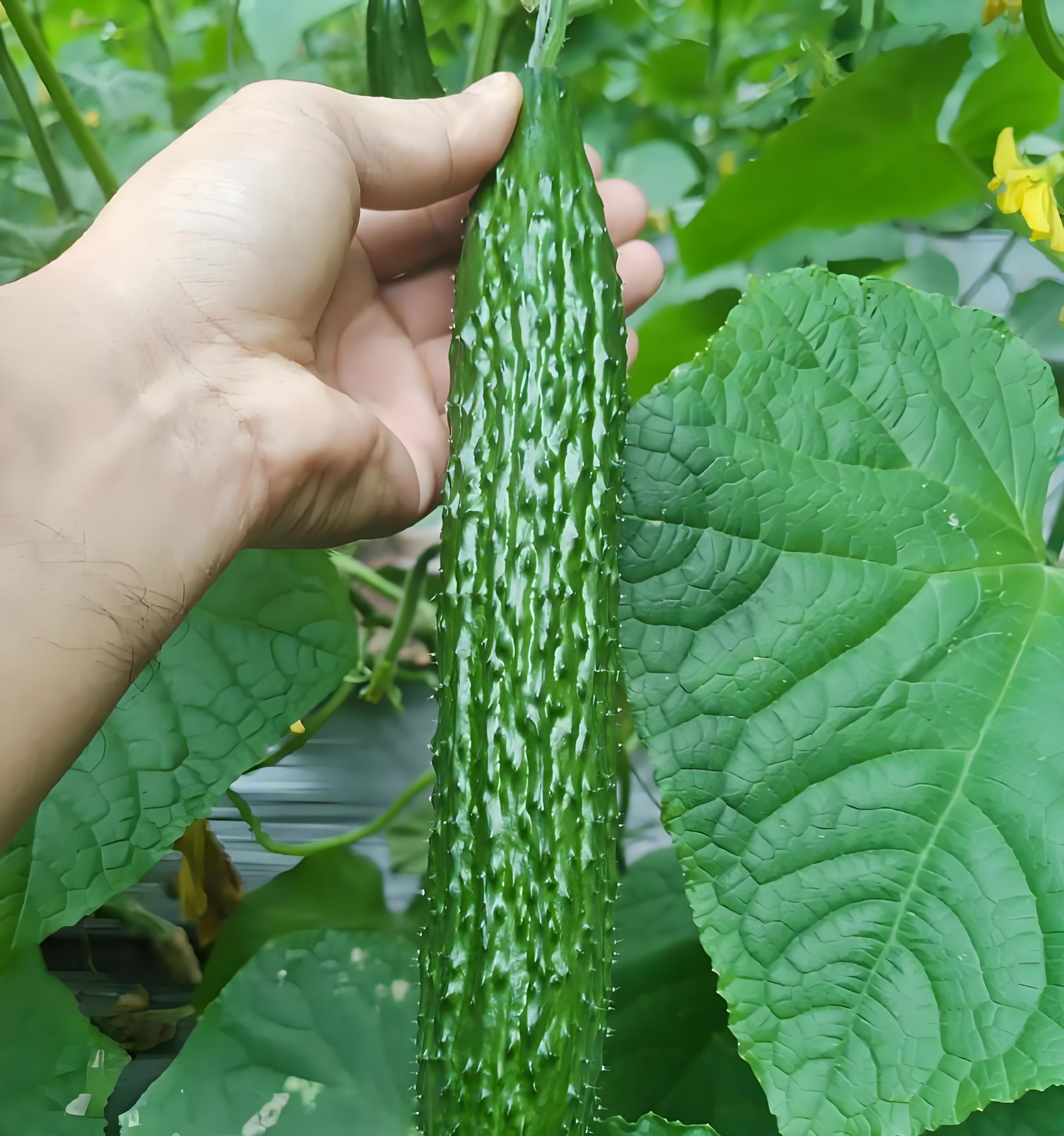 7句老农谚,真能让你种菜不白忙活?老把式揭秘:句句是干货! 7句老农谚,真能让你种菜不白忙活?老把式揭秘:句句是干货!