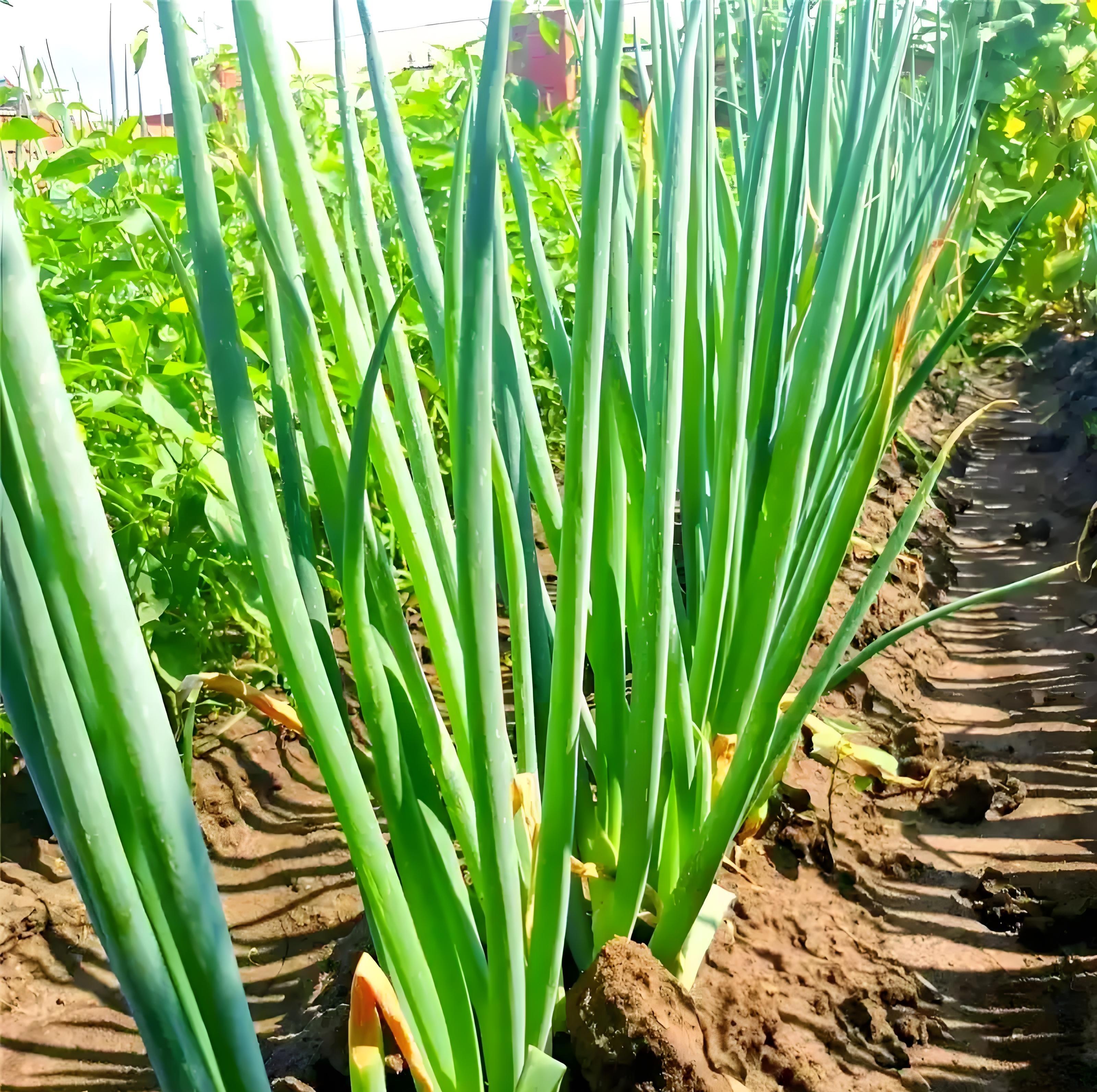 7句老农谚,真能让你种菜不白忙活?老把式揭秘:句句是干货! 7句老农谚,真能让你种菜不白忙活?老把式揭秘:句句是干货!