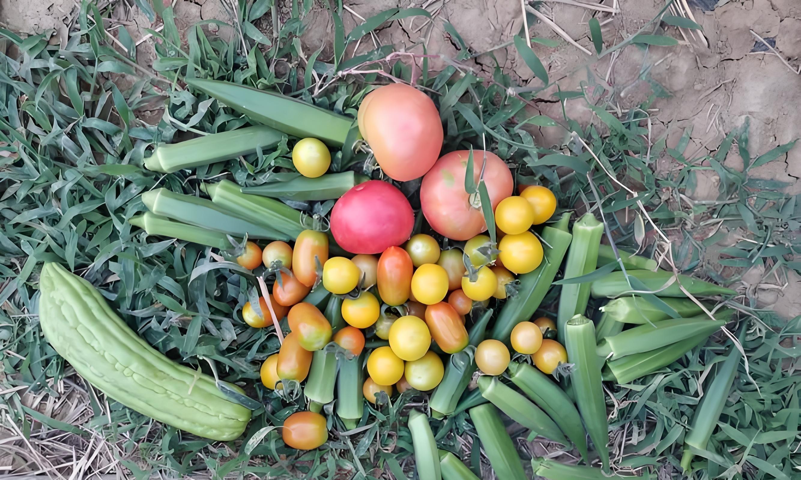 7句老农谚,真能让你种菜不白忙活?老把式揭秘:句句是干货! 7句老农谚,真能让你种菜不白忙活?老把式揭秘:句句是干货!