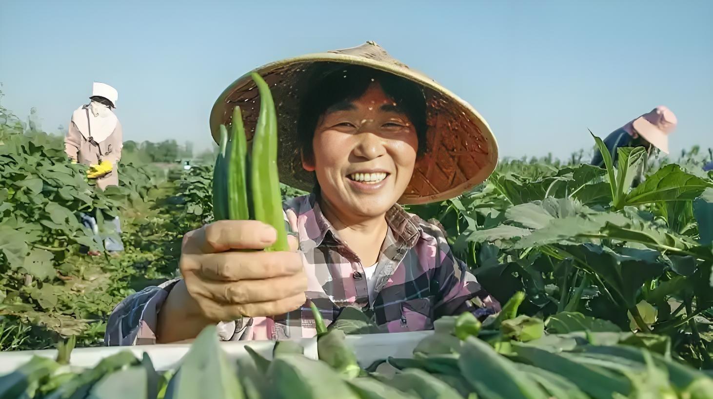 7句老农谚,真能让你种菜不白忙活?老把式揭秘:句句是干货! 7句老农谚,真能让你种菜不白忙活?老把式揭秘:句句是干货!