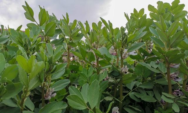 种蚕豆,底肥是灵魂!用对是宝,用错是害,很多人第一步就错了! 种蚕豆,底肥是灵魂!用对是宝,用错是害,很多人第一步就错了!