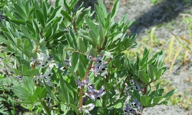 种蚕豆,底肥是灵魂!用对是宝,用错是害,很多人第一步就错了! 种蚕豆,底肥是灵魂!用对是宝,用错是害,很多人第一步就错了!