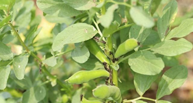 种蚕豆，底肥是灵魂！用对是宝，用错是害，很多人第一步就错了！