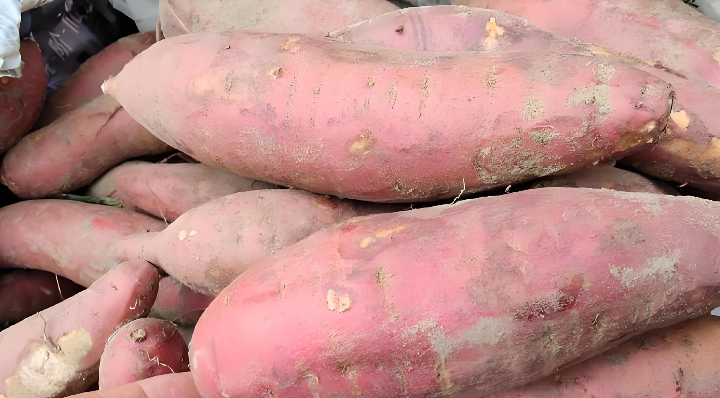 红薯还没挖？别慌！晚收有3大好处，但这几种情况必须马上收
