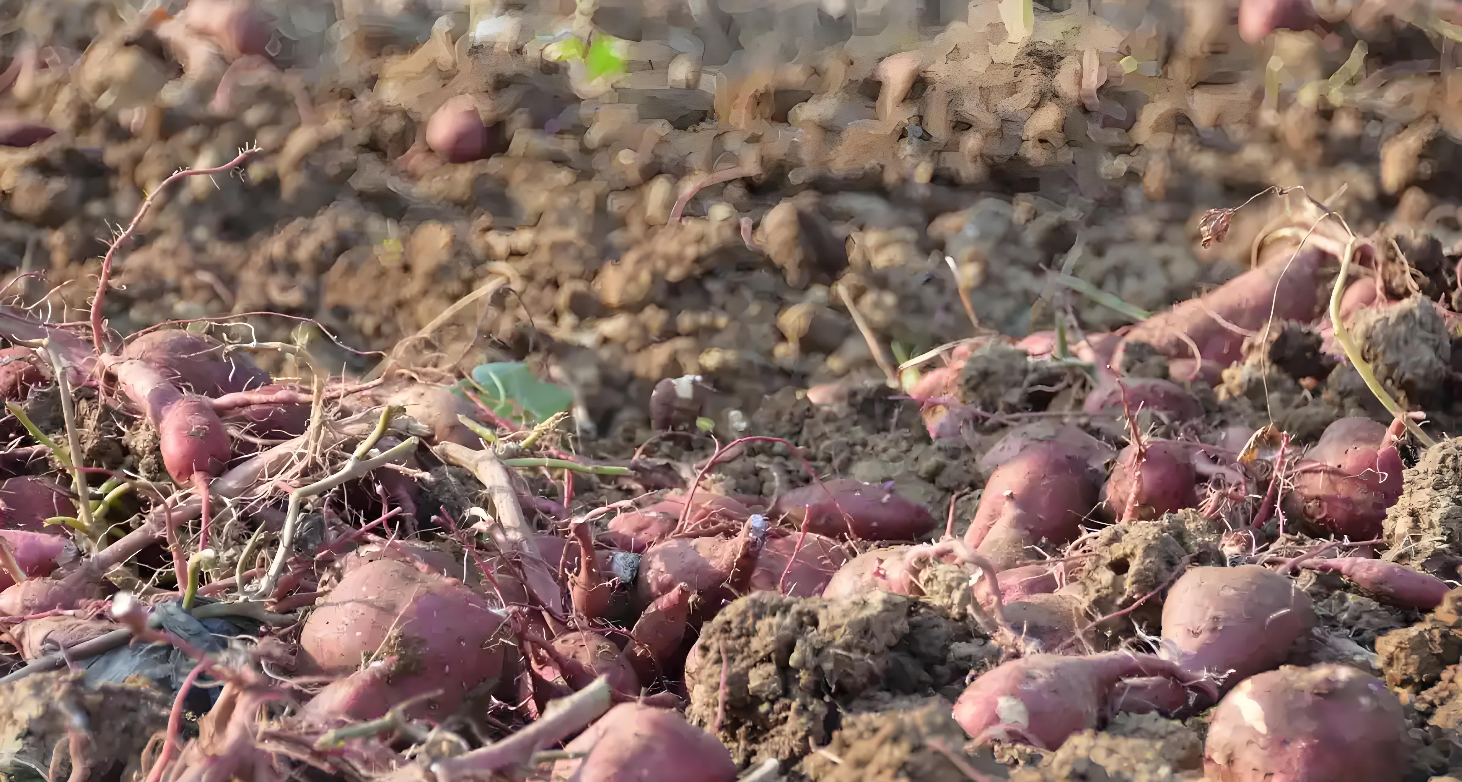 红薯还没挖？别慌！晚收有3大好处，但这几种情况必须马上收