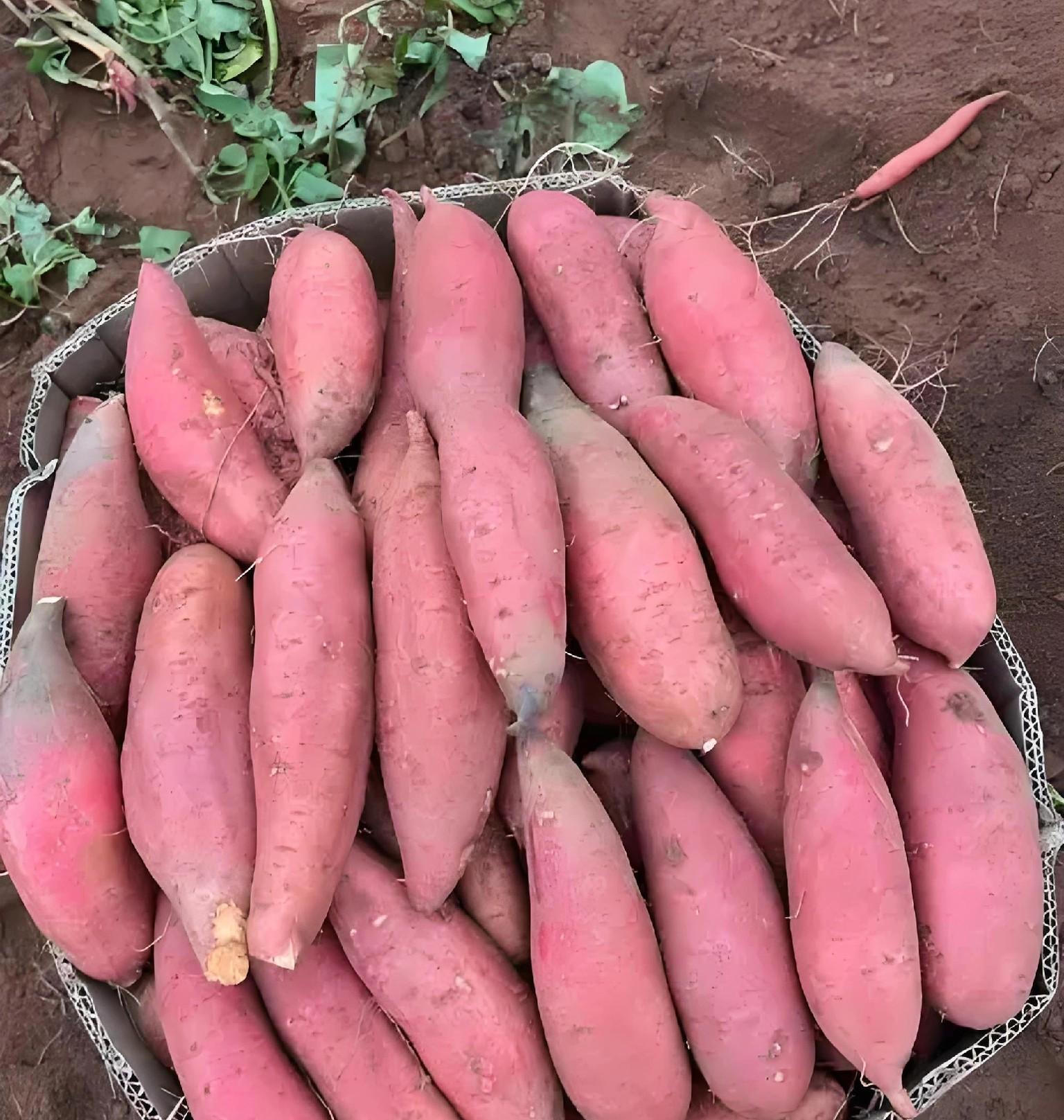 红薯还没挖？别慌！晚收有3大好处，但这几种情况必须马上收