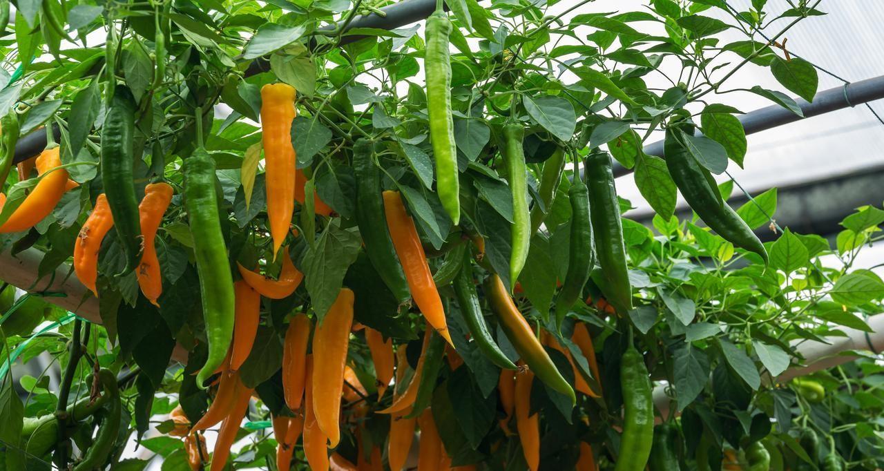 种菜十个九个不会施肥，记住这些施肥法则，就没有长不好的蔬菜