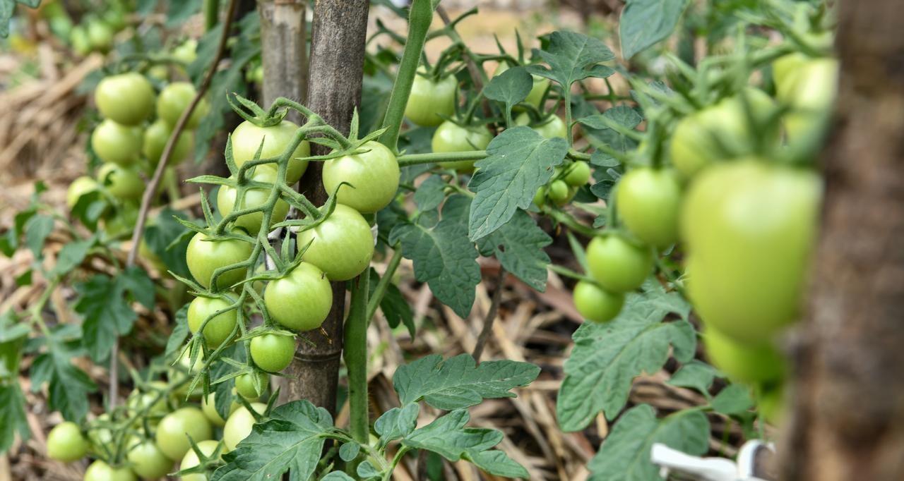 种菜十个九个不会施肥，记住这些施肥法则，就没有长不好的蔬菜