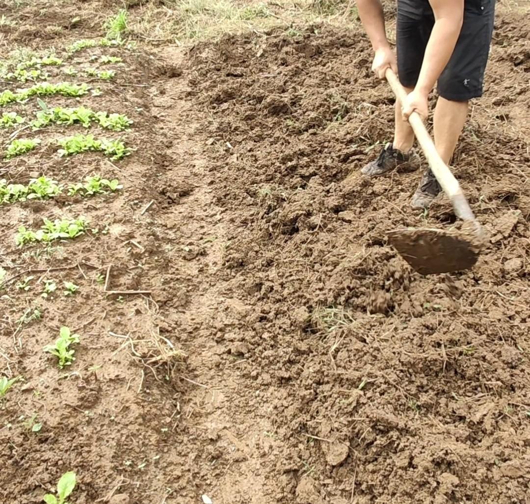 家庭菜园土壤变硬板结？4个简单方法让土质变松软，很多人不知道