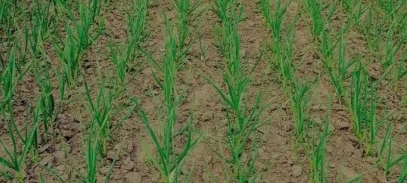 大蒜追肥要点来啦！做对才能蒜头大又饱满