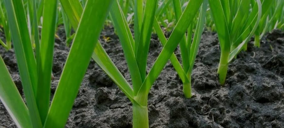 大蒜追肥要点来啦！做对才能蒜头大又饱满