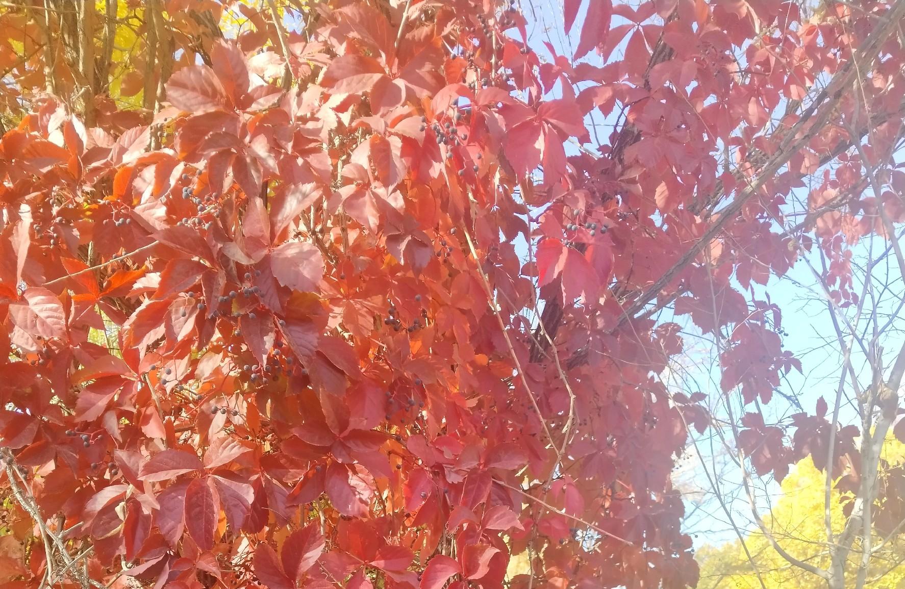 后日九月十三,老话说“九月怕十三”,到底在怕什么?老祖宗咋说 后日九月十三,老话说“九月怕十三”,到底在怕什么?老祖宗咋说