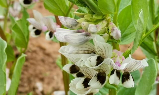 蚕豆想结得多，打顶掐尖是关键！什么时候打？怎么打？一次讲清！