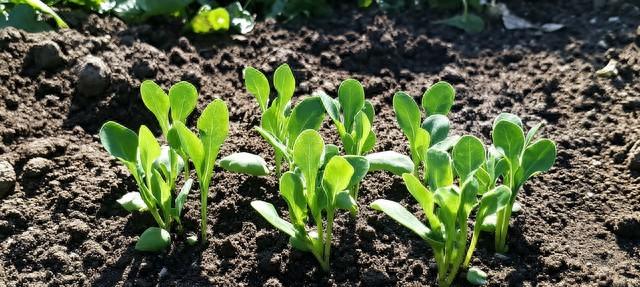 蚕豆想结得多，打顶掐尖是关键！什么时候打？怎么打？一次讲清！