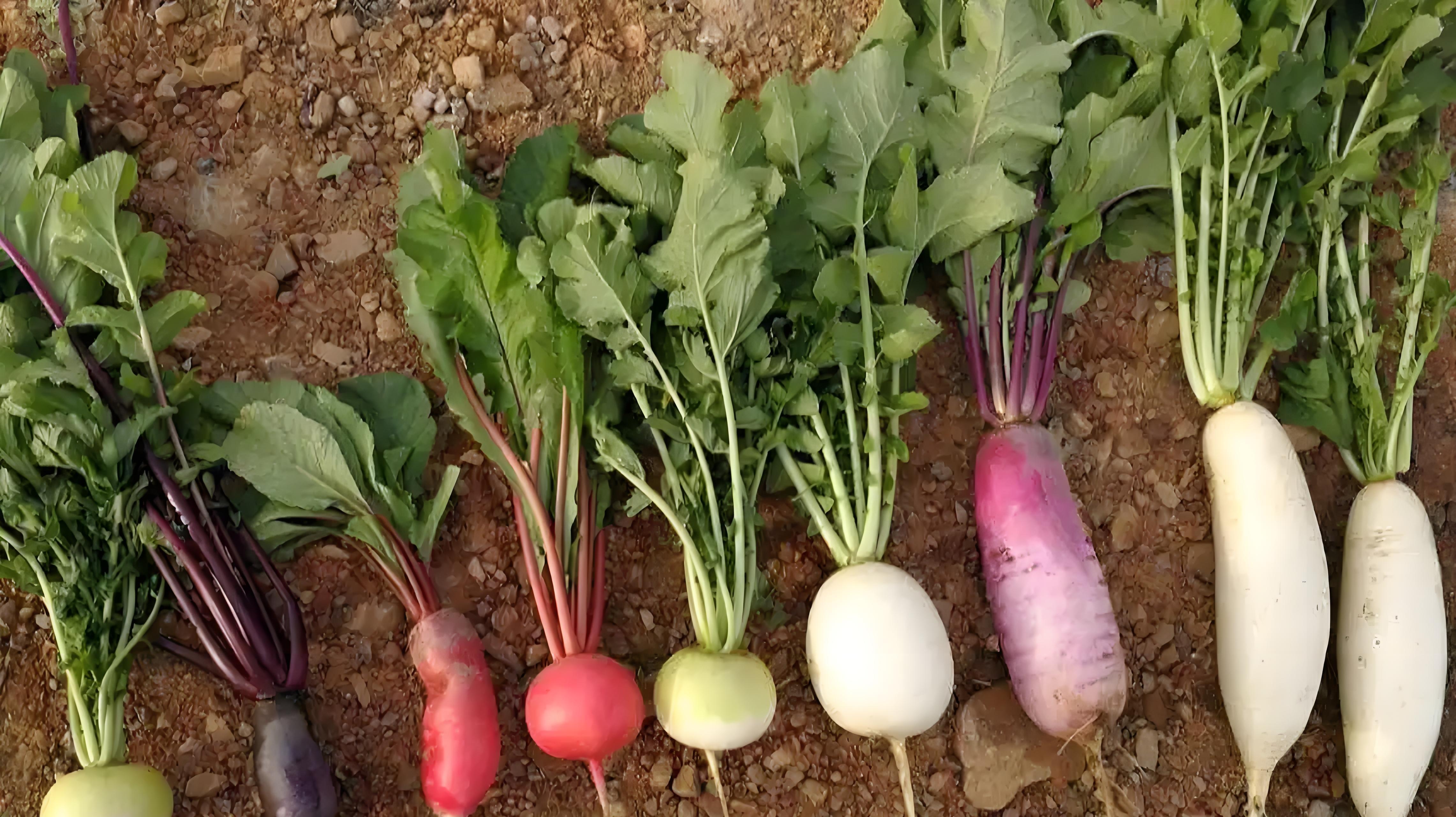 立冬萝卜不收会冻坏？老农3招判断采收期，晚收15天价钱翻番！