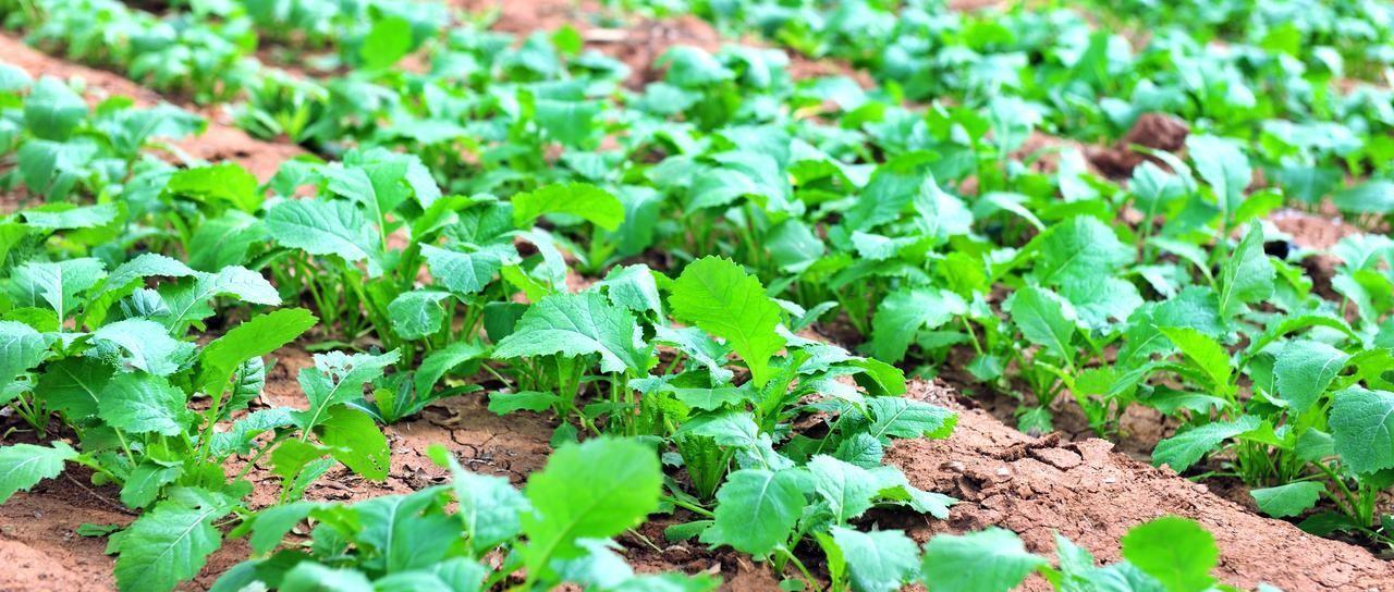 复合肥和尿素里面水很深，很多人用错了，不试不知道，一试吓一跳