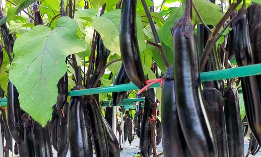 复合肥和尿素里面水很深，很多人用错了，不试不知道，一试吓一跳