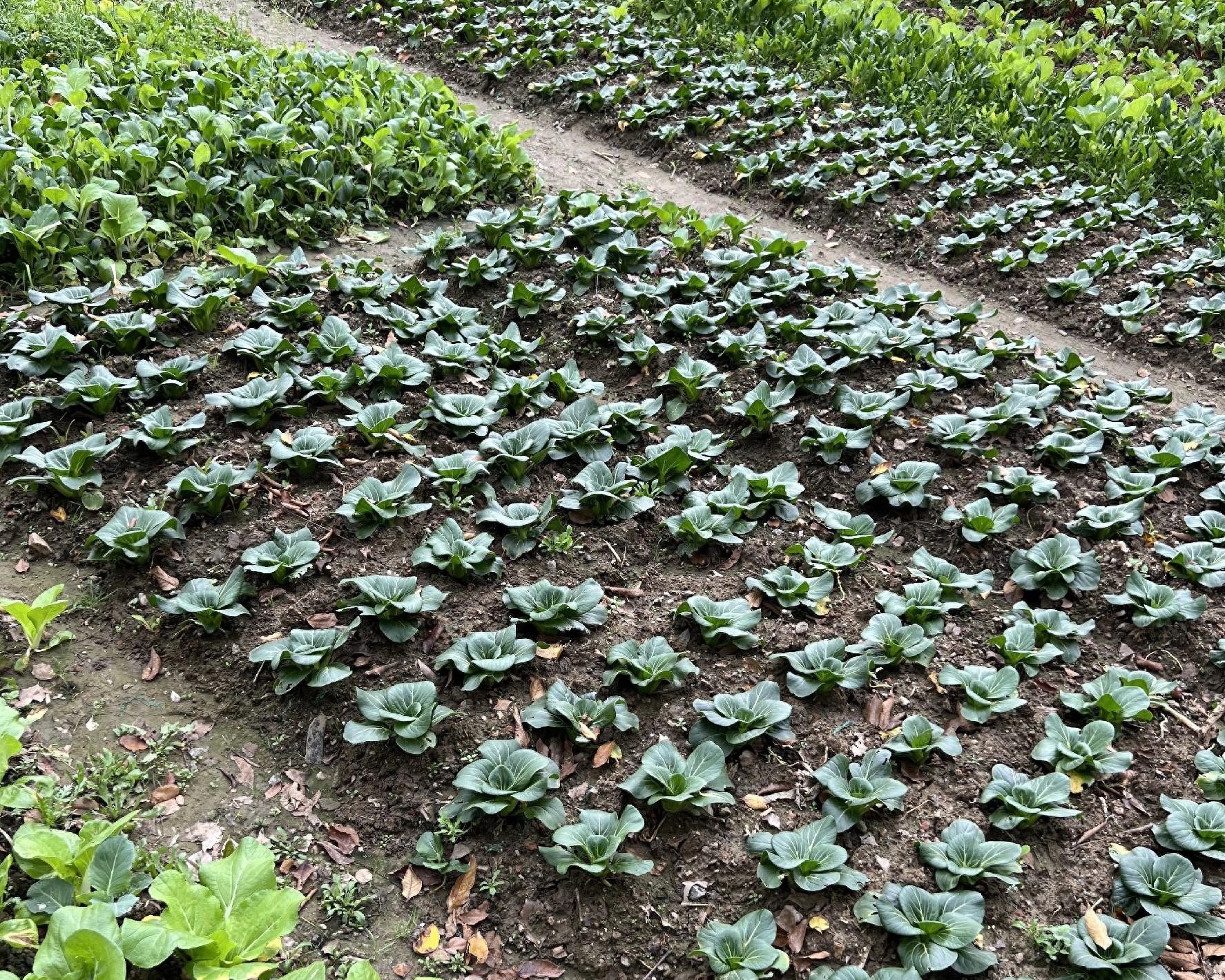 11月别闲着!这8种菜现在种正合适,南北种植有讲究,弄错白忙!