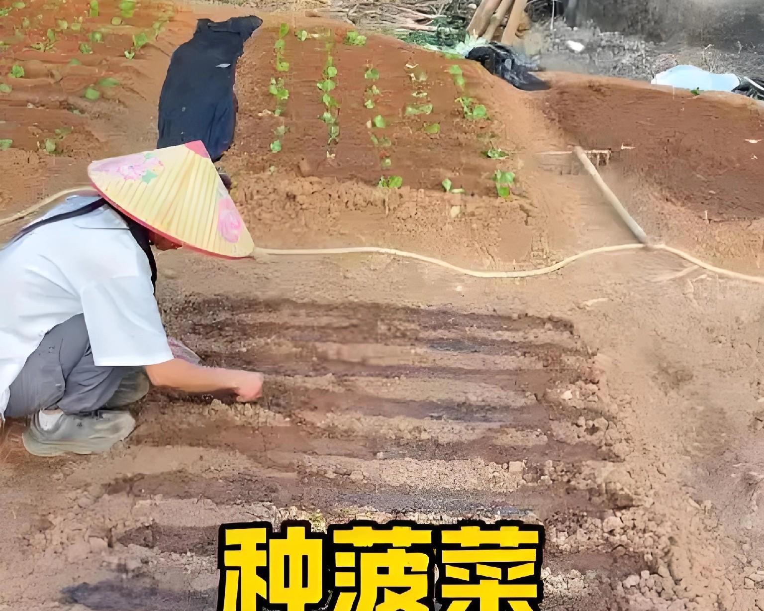 11月别闲着！这8种菜现在种正合适，南北种植有讲究，弄错白忙！