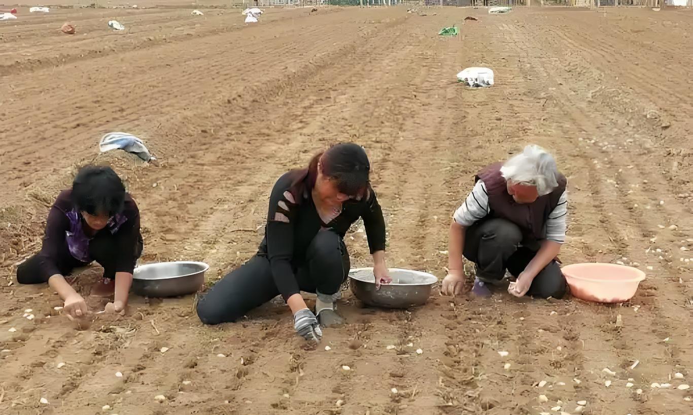 11月别闲着！这8种菜现在种正合适，南北种植有讲究，弄错白忙！