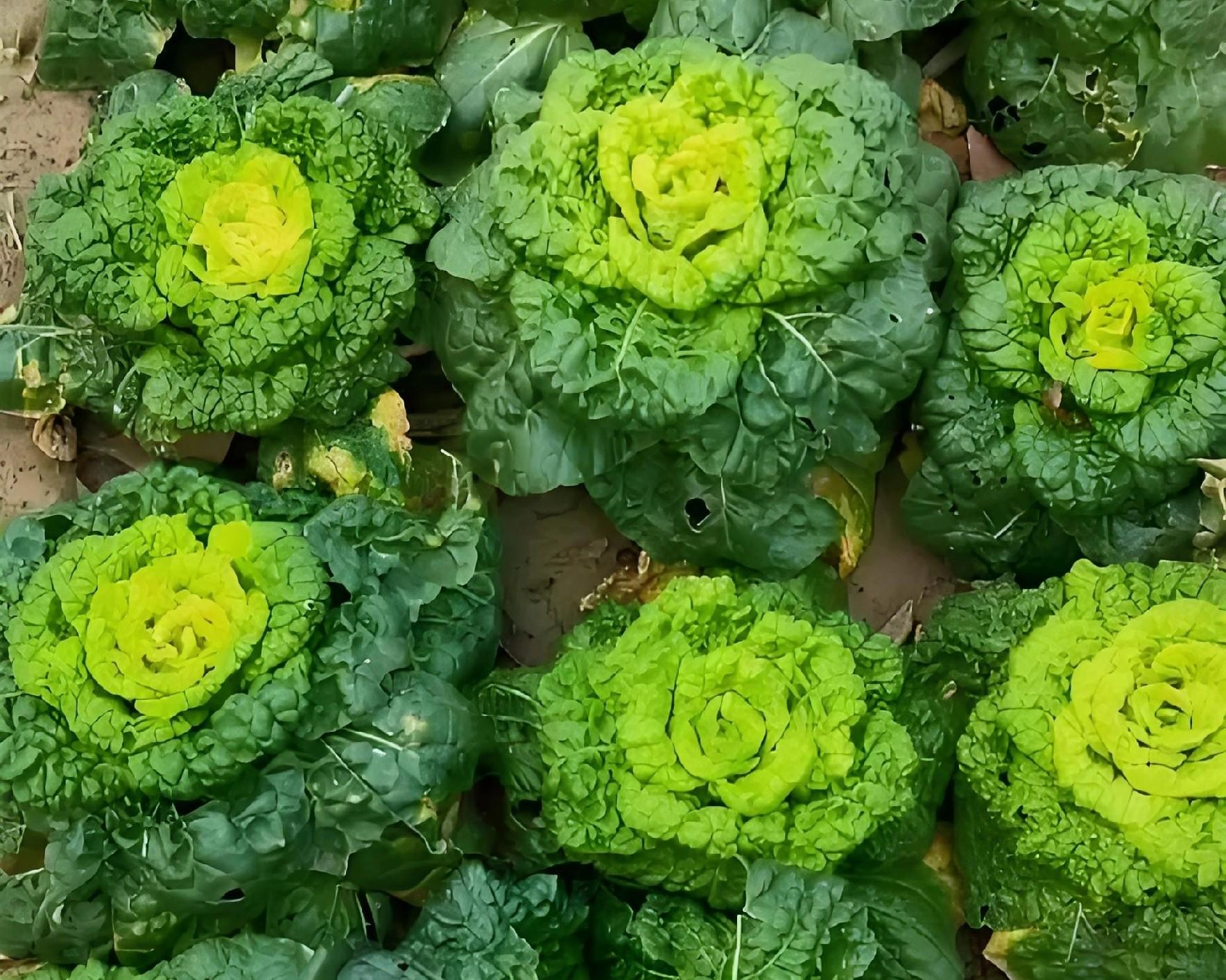 11月别闲着！这8种菜现在种正合适，南北种植有讲究，弄错白忙！