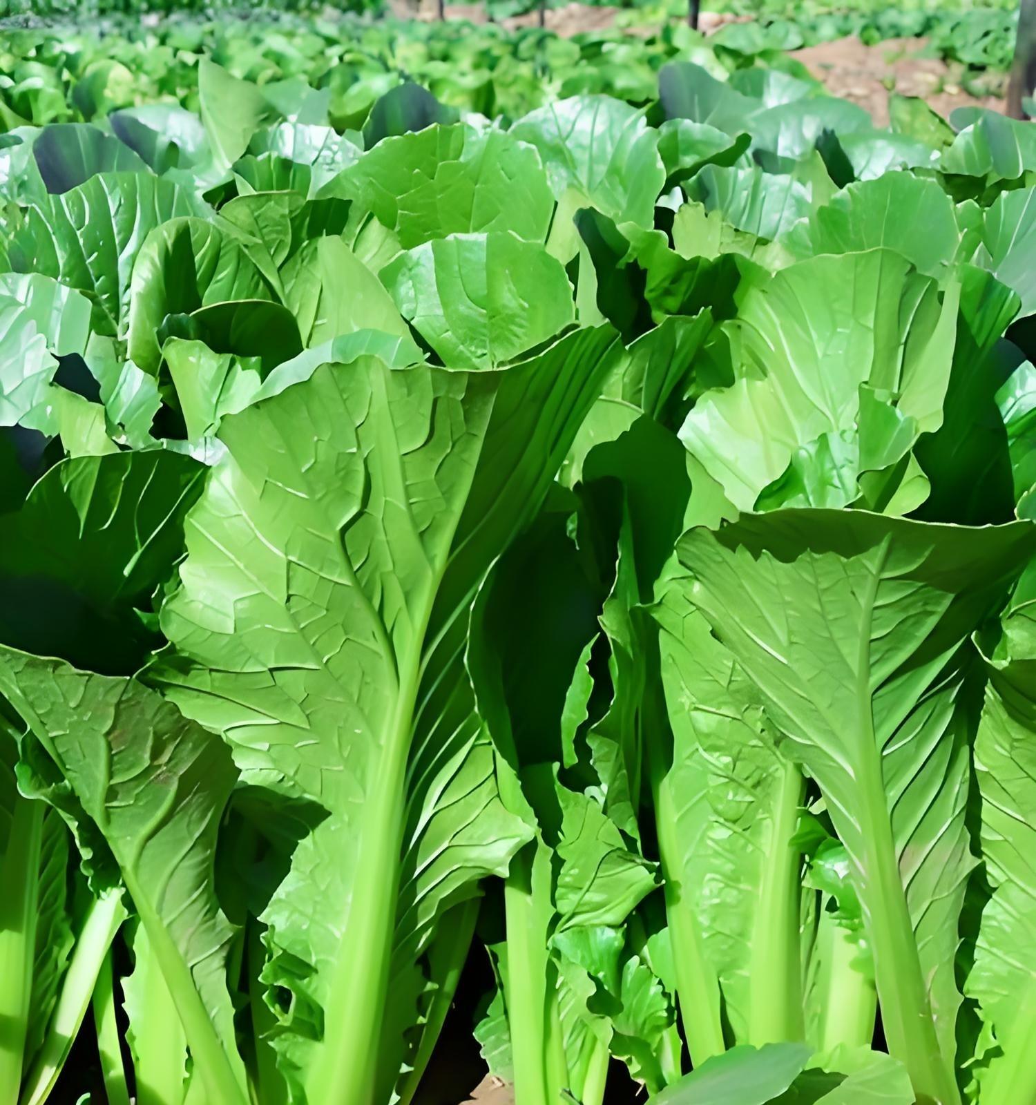 11月别闲着！这8种菜现在种正合适，南北种植有讲究，弄错白忙！