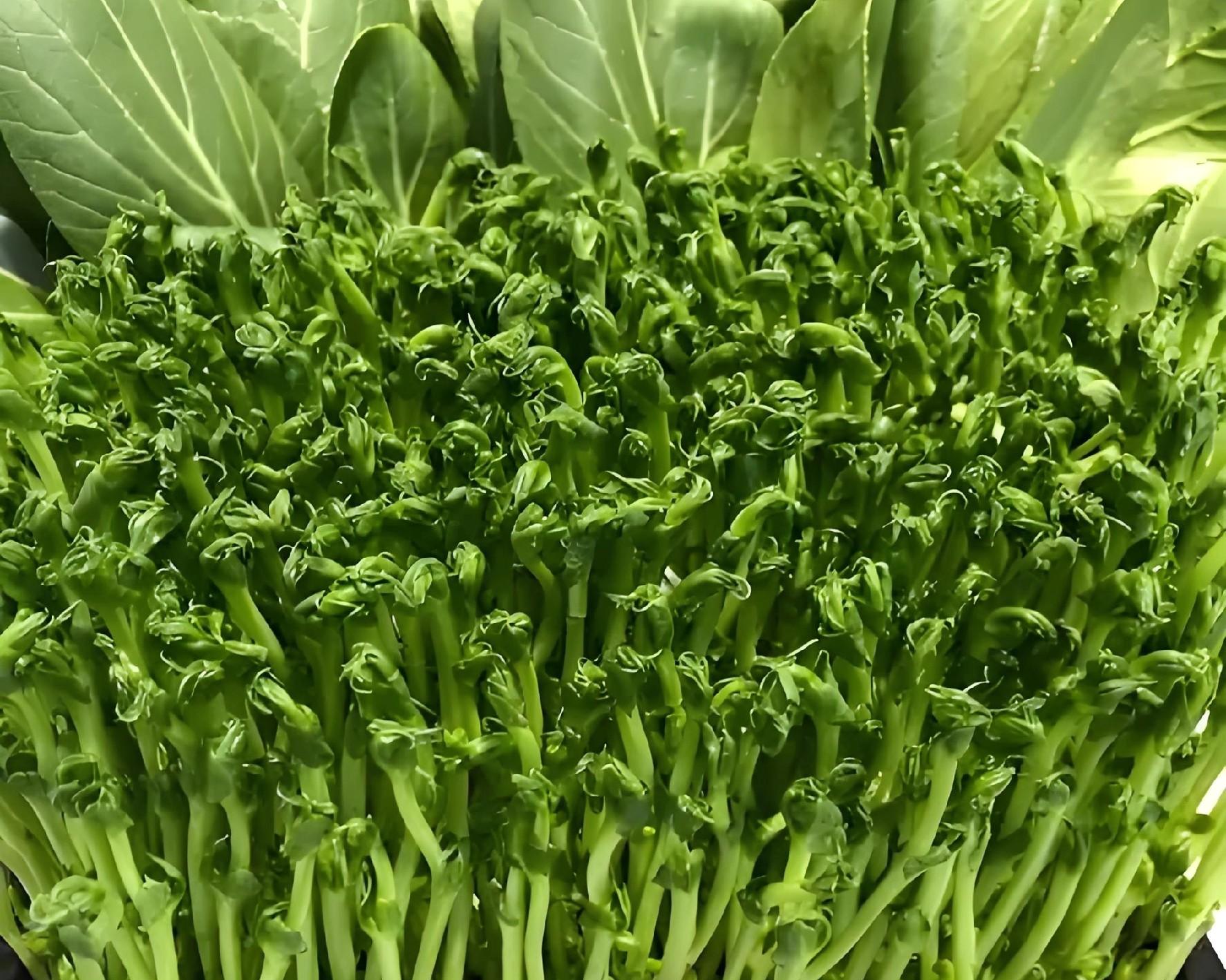 11月别闲着！这8种菜现在种正合适，南北种植有讲究，弄错白忙！