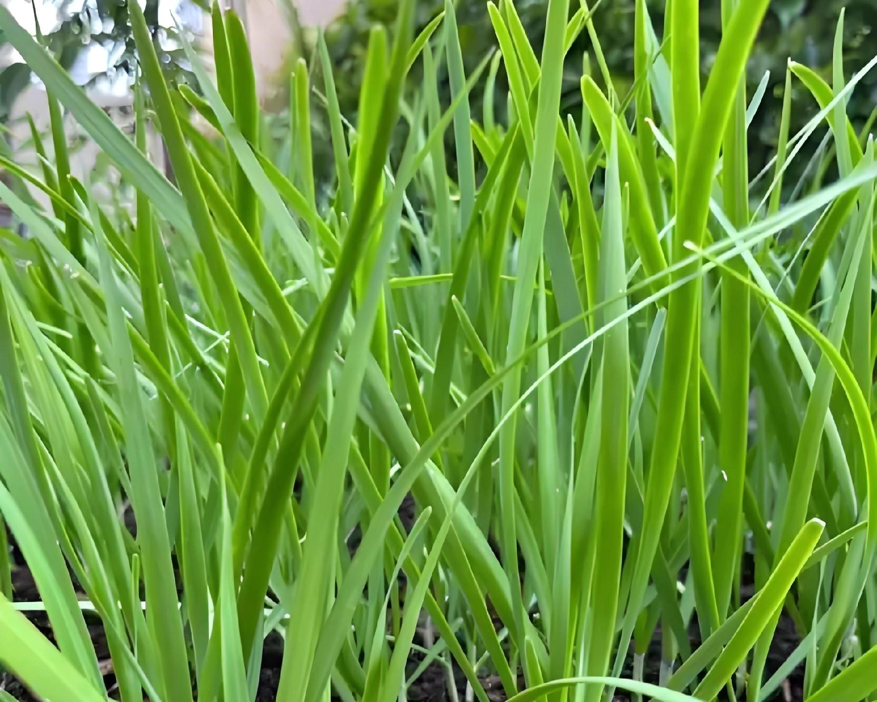 11月别闲着！这8种菜现在种正合适，南北种植有讲究，弄错白忙！