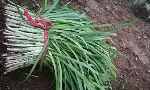 韭菜越冬覆盖，用草木灰还是旧土？选对材料事半功倍！