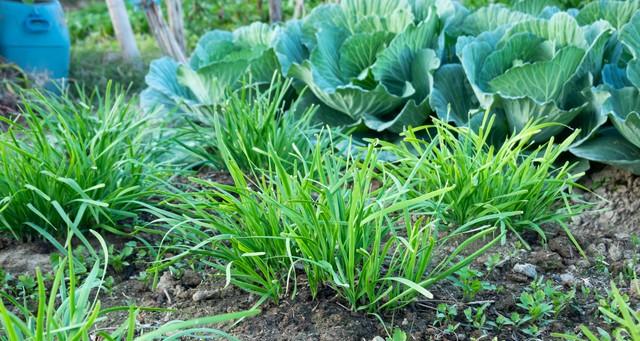 韭菜越冬覆盖，用草木灰还是旧土？选对材料事半功倍！