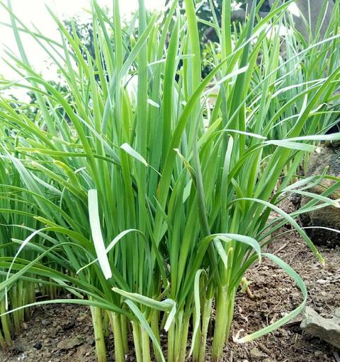 韭菜越冬覆盖，用草木灰还是旧土？选对材料事半功倍！