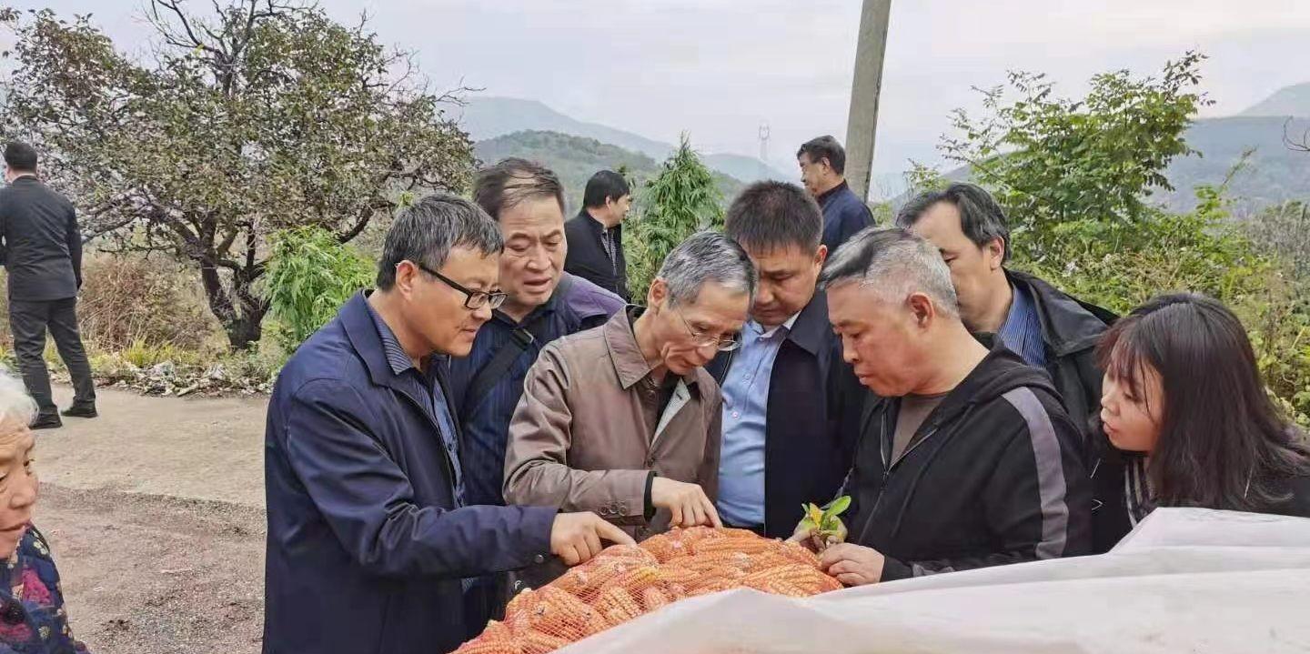 当地仅1人种植！专家下乡偶然发现，山西老汉为哄孩子种了几十年