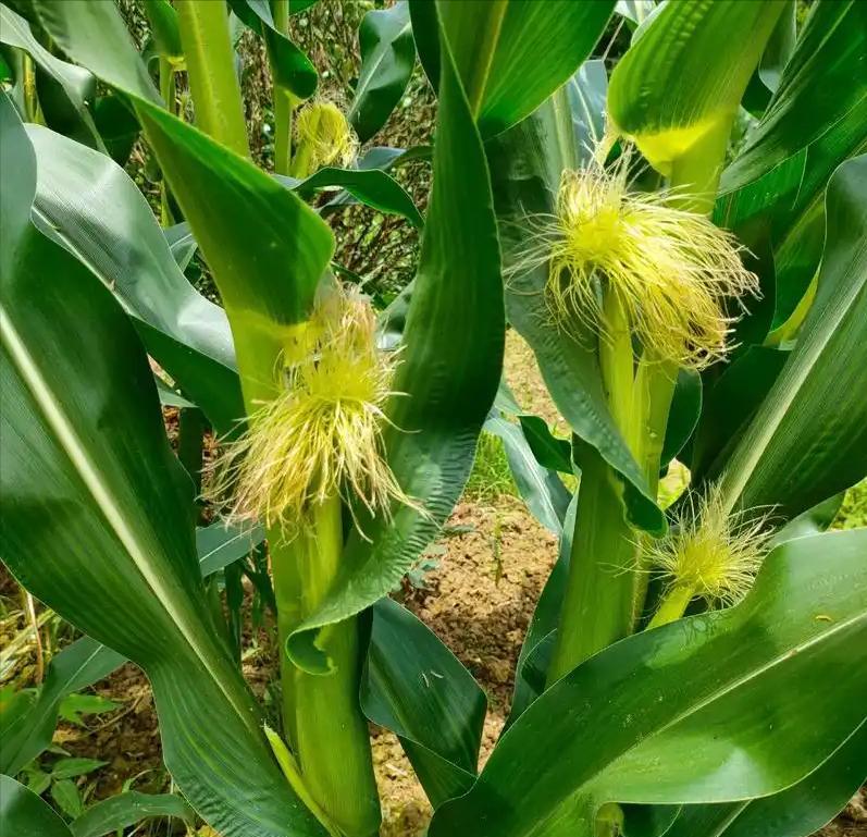 当地仅1人种植！专家下乡偶然发现，山西老汉为哄孩子种了几十年